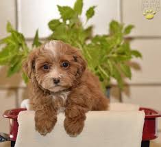 Lancaster puppies has morkie puppies for sale. Waldo Morkie Poo Puppy For Sale In Baltic Oh Happy Valentines Day Happyvalentinesday2016i