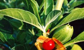 Image result for Ashwagandha Medicinal plants