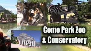 There are so many great animals to see and learn about!there is also a childrens zoo where. Como Park Zoo Conservatory Mn Youtube
