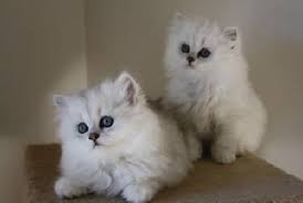 That is why when the international cat association recognized it as a breed in 2003, many cat. Chinchilla Kittens Munchkin This So What I Want Cat Breeder Kittens Cutest Baby Persian Cat Breeders