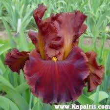 tall bearded iris valentino
