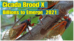 Cicada Brood 10 - Swarm 2021 - 15 States in USA It's Coming - YouTube