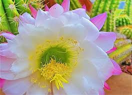 Saguaro cactus is an iconic symbol to the peoples and animals that are indigenous to the lands depicted in these westerns. White Saguaro Cactus Blossom Arizona S State Flower Cactus Flower Saguaro Cactus Cactus Blossoms