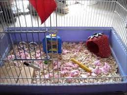 requested how to setup a hamster cage