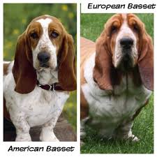 General appearance the basset hound possesses in marked degree those characteristics which equip it admirably to follow a trail over and through difficult terrain. Difference Between European Vs American Basset Hound