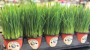 Pet Grass Wheatgrass Benefits For