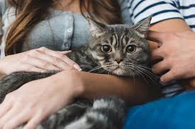 Here are the clearest signs you should be looking like humans, cats experience a wide spectrum of emotions and there will inevitably be times when they're feeling blue. What To Do When Your Lost Cat Returns Home