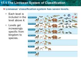17 1 The Linnaean System Of Classification Key Concept