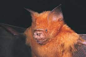 diadem leaf nosed bat the australian