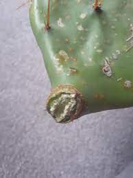 I use a squeeze bottle to flood the cut. Cactus And Succulents Forum What S Wrong With This Prickly Pear Pad Cutting Garden Org