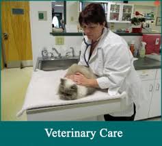 The cat doctor welcomes you to our website! The Cat Doctor Of Dover Veterinary Hospital