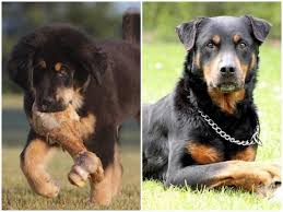 These dogs are large, strong, muscular, move swiftly and easily. The Strongest Dog Breed In The World
