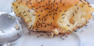 First, understand the ant colony and its queen. Why Tiny Ants Have Invaded Your House And What To Do About It