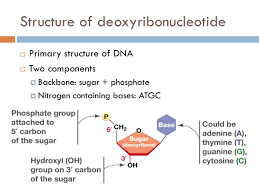 chapter dna synthesis the biology