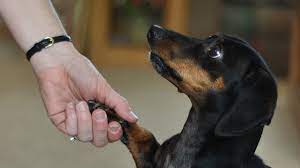 t dachshund nails bechewy