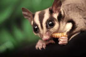 what do sugar gliders eat here s your