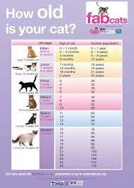 At 6 months of age, a female cat can already reproduce. 8 Cat Ages Vs Human Ideas Cat Ages Cat Years Cat Age Chart