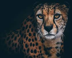 cheetah eyes ghepard face hd