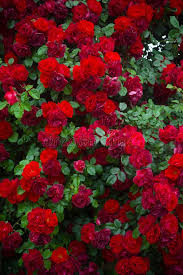 Rose Flowers Rose Flower Wallpaper