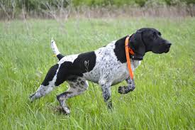 dog training german shorthaired pointers