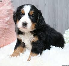 Check spelling or type a new query. Benson Bernedoodle Puppy For Sale In Ohio