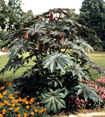 Things No One Tells You About The Castor Bean Plant