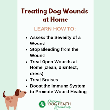 how to treat dog wounds stop bleeding