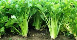 14 Amazing Health Benefits Of Celery Leaves And Seeds