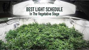 best light schedule for cans in the