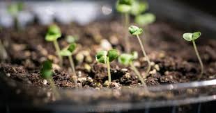 Sowing Seeds Indoors
