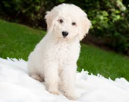 ultimate labradoodle puppy ping
