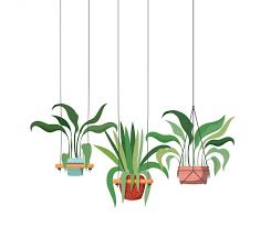 Houseplants On Macrame Hangers Icon