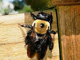 Carpenter Bees Nest Do They Cause