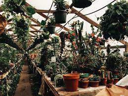 Buy Houseplants Succulents