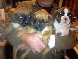 Browse thru our id verified puppy for sale listings to find your perfect puppy in your area. Full Blooded Boxer Puppies For Sale In Big Canoe Georgia Classified Americanlisted Com