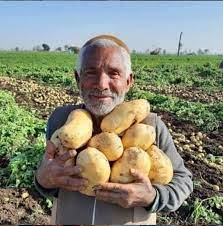 الجزائر الأولى عربيا وافريقيا في انتاج البطاطا » ديزاد نيوز : أخبار الجزائر  والعالم على مدار الساعة