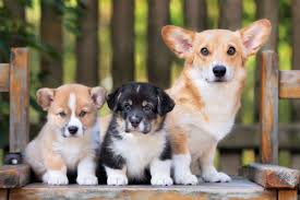 Pembroke welsh corgis are a little smaller than cardigan welsh corgis, though both breeds tend to max out around 12 inches of height and a weight of 30 pounds. Best Corgi Breeders 2021 10 Places To Find Corgi Puppies For Sale
