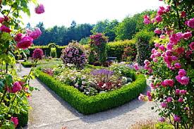 hd beautiful rose garden wallpapers