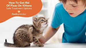 how to get rid of fleas on kittens