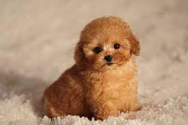8 teacup poodle facts fact