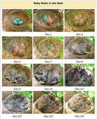 What Happens After Robin Babies Hatch Out Of Their Eggs
