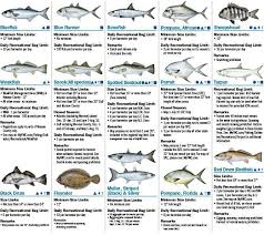 Coastal Species 2016 Florida Saltwater Fishing Regulations
