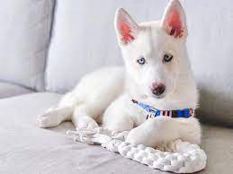 White Husky Puppy For Adoption gambar png