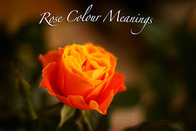 what do rose colours mean geranium