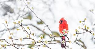 Your Winter Garden is a Prime Location for Bird Watching | Lyric Wild Bird Food