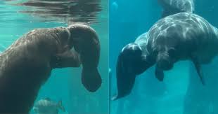 Start your search right here! River Safari S Manatee Canola Gives Birth To First Baby A Male Calf Weighing 18kg Mothership Sg News From Singapore Asia And Around The World