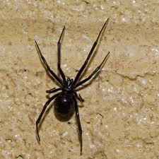 bite from a false widow spider could be