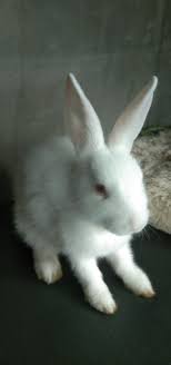 Oryctolagus cuniculus includes the european rabbit species and its descendants, the world's 305 breeds of domestic rabbit. Mckbswmqcp0dxm