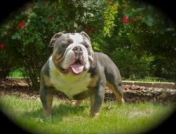 carolinas blue bulldogs frenchies home