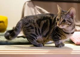 munchkin cat breed information and
